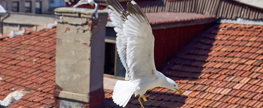 Residential Chimney Animal Removal Solution in White Settlement, TX